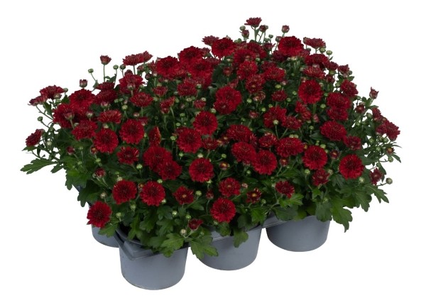 Chrysanthemum multiflora Banquet Red Impr.