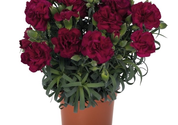 Dianthus caryophyllus Menorca Violet