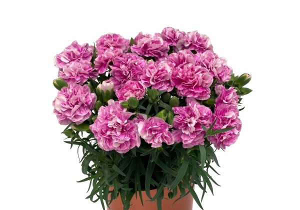 Dianthus caryophyllus Oriental Fancy Violet