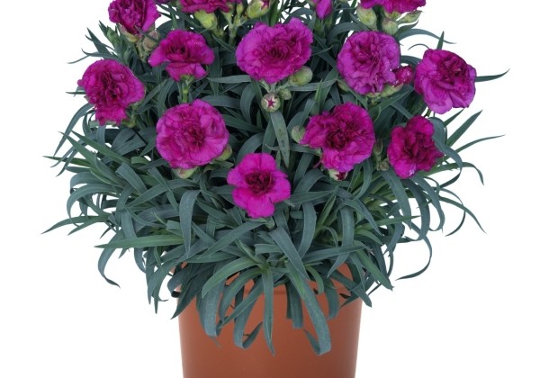 Dianthus caryophyllus Oriental Musica