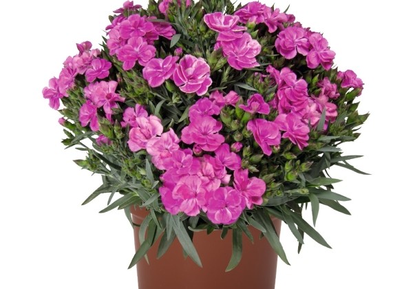 Dianthus caryophyllus Peman