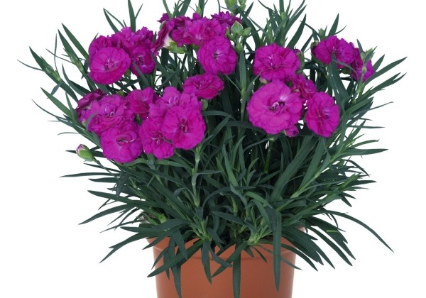Dianthus caryophyllus Paddock Violet