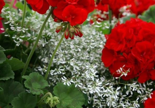 Pelargonium zonale Green Series Praeludium