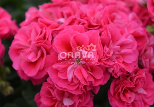 Pelargonium zonale Survivor Idols Rosalinda