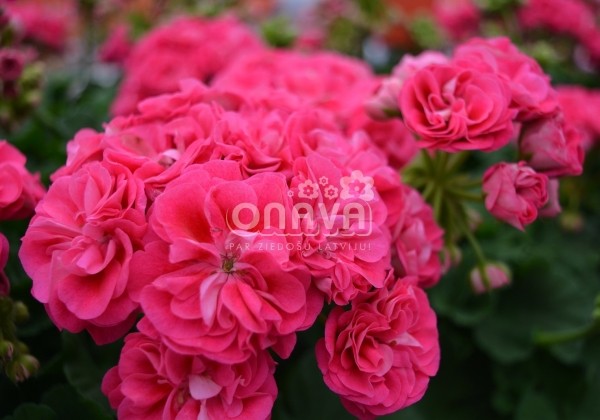 Pelargonium zonale Survivor Idols Rosalinda