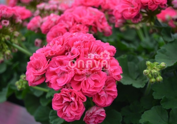 Pelargonium zonale Survivor Idols Rosalinda