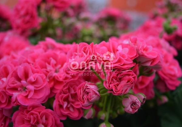 Pelargonium zonale Survivor Idols Rosalinda