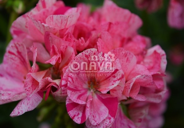 Pelargonium zonale Survivor Idols Pink Batik