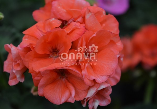 Pelargonium zonale Survivor Idols Coral