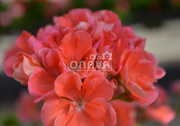 Pelargonium zonale Green Series Gabrieli