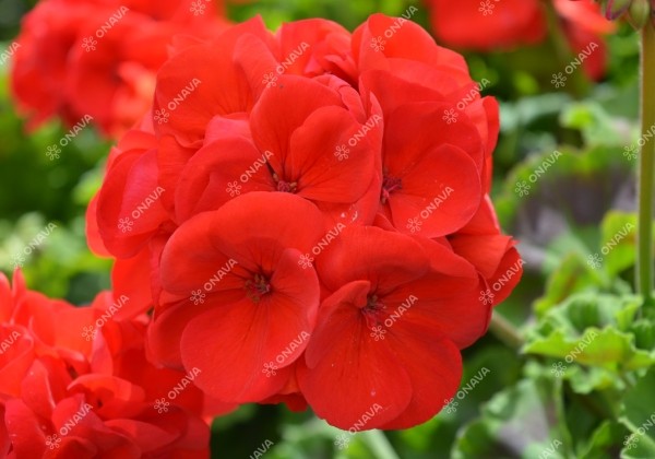 Pelargonium zonale Survivor Idols Dark Red