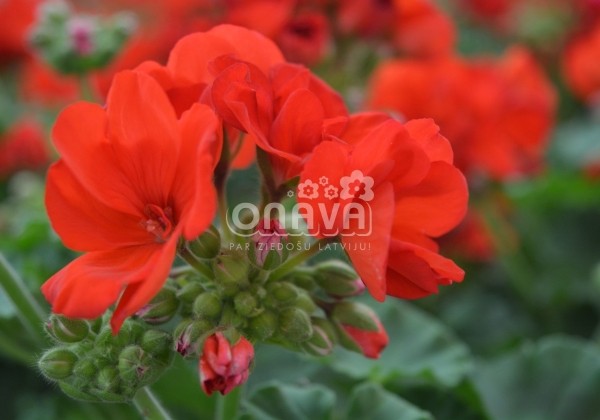 Pelargonium zonale Green Series Andria
