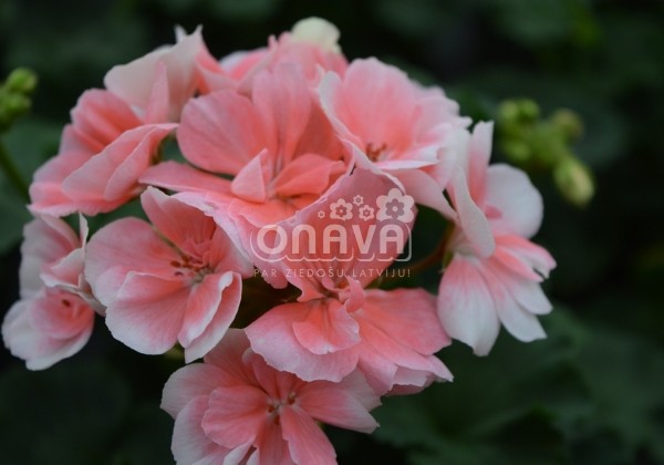 Pelargonium zonale Savannah Light Salmon