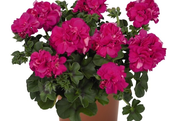 Pelargonium peltatum Atlantic Fuchsia