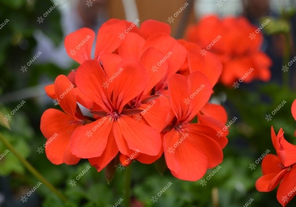 Pelargonium peltatum Grand Idols Orange