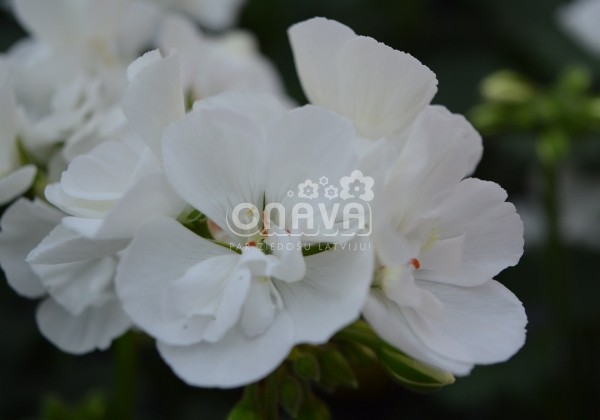 Pelargonium zonale Savannah White
