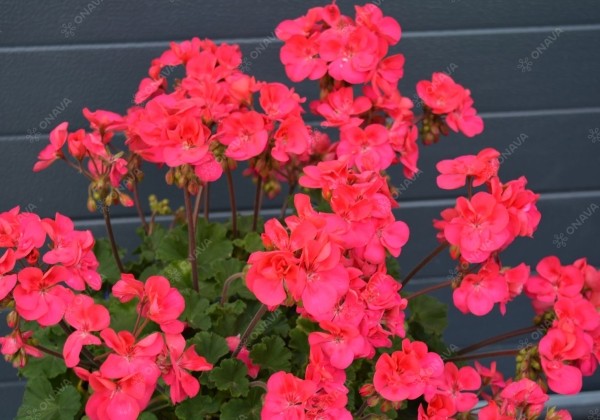 Pelargonium zonale Savannah Punch