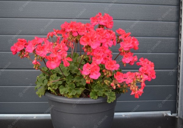 Pelargonium zonale Savannah Punch