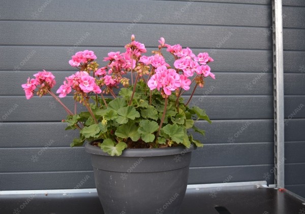Pelargonium zonale Savannah Pink