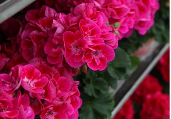 Pelargonium zonale Savannah TexMex Merlot Sizzle