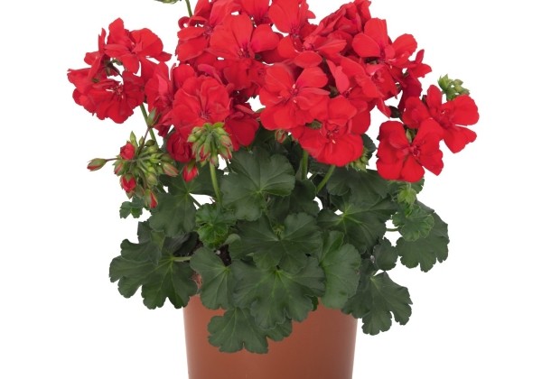 Pelargonium interspecific Santana Dark Red