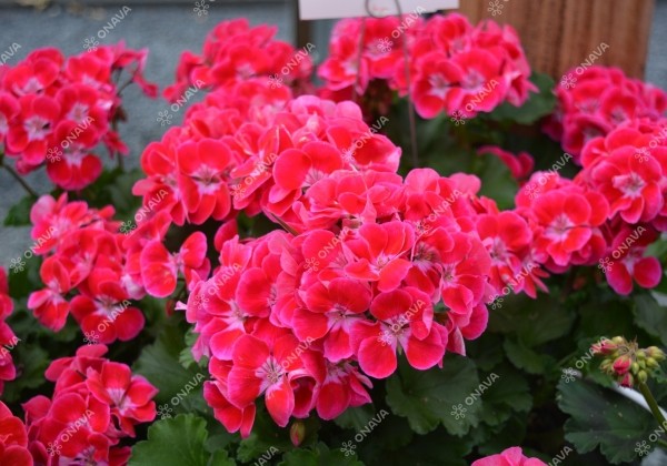 Pelargonium zonale Savannah TexMex Fire