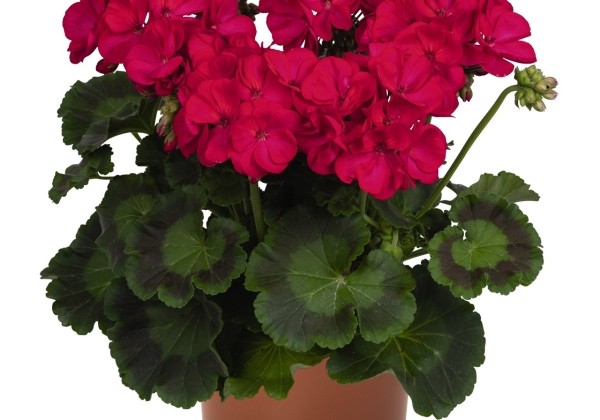Pelargonium zonale Green Idols Neon