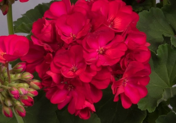 Pelargonium zonale Green Idols Neon