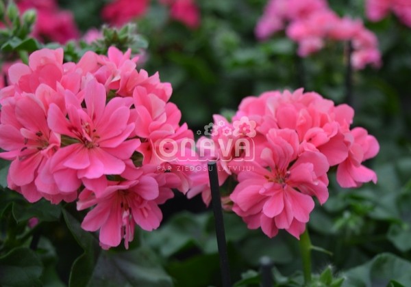 Pelargonium peltatum Great Balls of Fire Pink