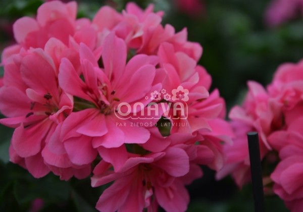 Pelargonium peltatum Great Balls of Fire Pink