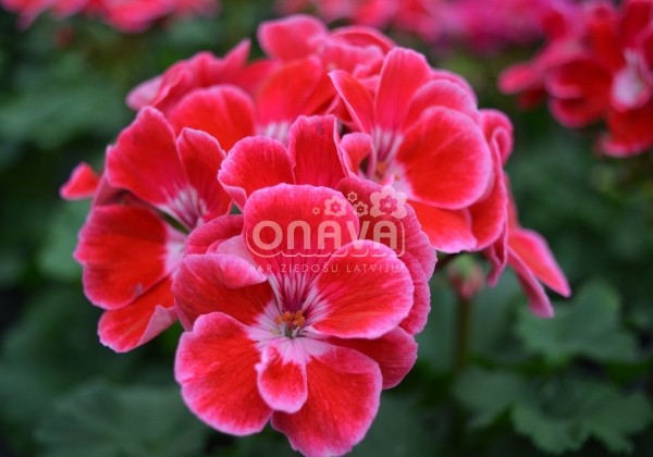Pelargonium zonale Savannah TexMex Ruby