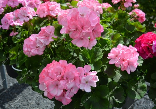Pelargonium zonale Survivor Idols Scandic
