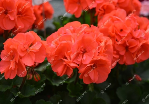 Pelargonium zonale Savannah Salmon