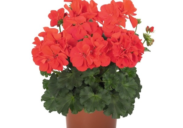 Pelargonium interspecific Santana Fire