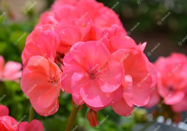 Pelargonium interspecific Big EEZE Watermelon