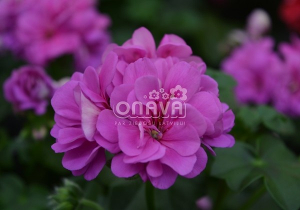 Pelargonium peltatum Atlantic Blue