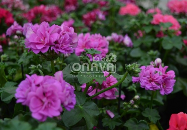 Pelargonium peltatum Atlantic Blue