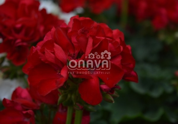 Pelargonium interspecific Big EEZE Red