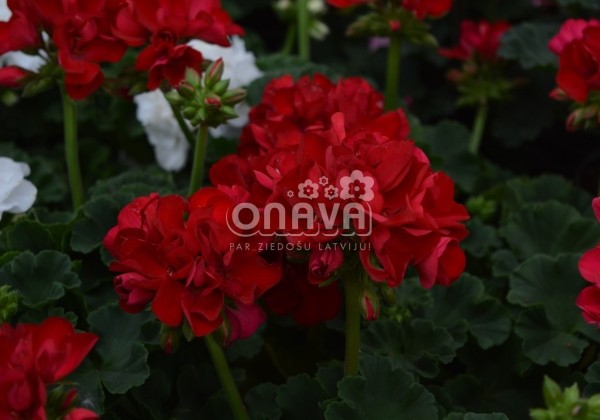 Pelargonium interspecific Big EEZE Red