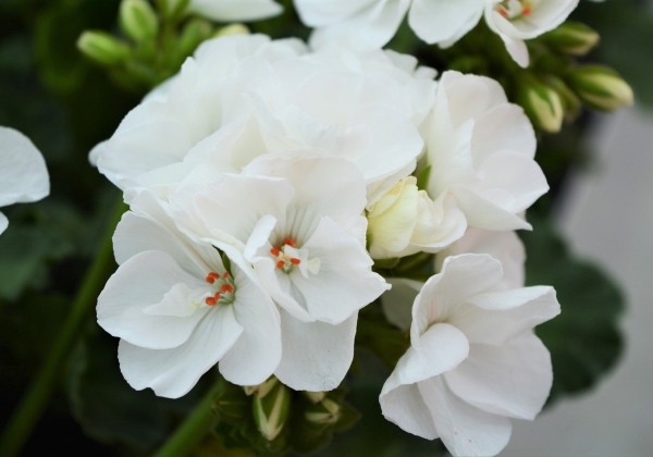 Pelargonium zonale Survivor Idols White