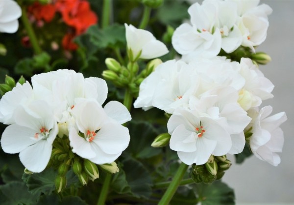Pelargonium zonale Survivor Idols White