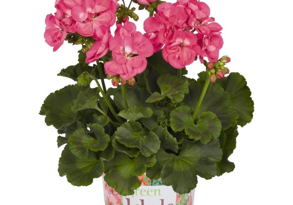 Pelargonium zonale Green Idols Hot Pink