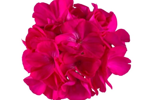 Pelargonium zonale Green Idols Purple