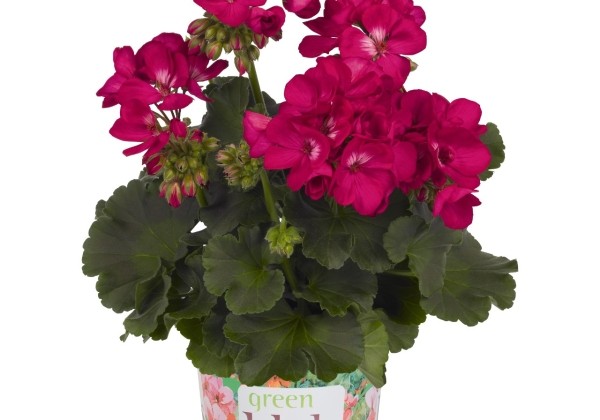 Pelargonium zonale Green Idols Purple