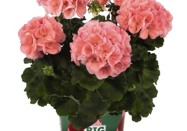 Pelargonium interspecific Big EEZE Salmon