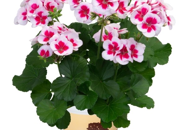 Pelargonium zonale Savannah White Splash 2025