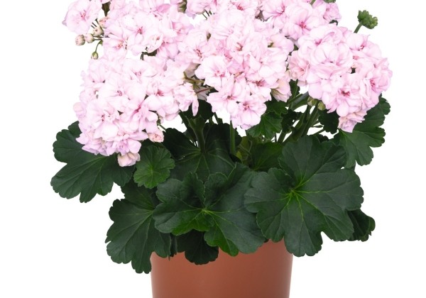 Pelargonium zonale Survivor Idols Paperbloom