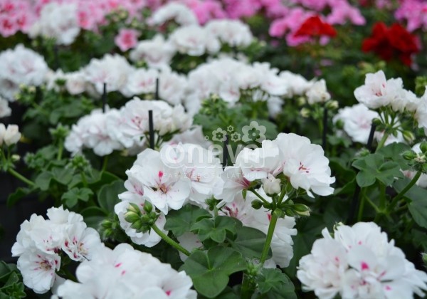 Pelargonium peltatum Atlantic White