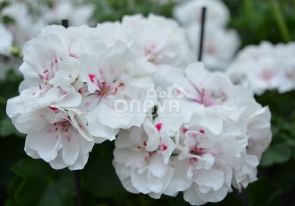 Pelargonium peltatum Atlantic White