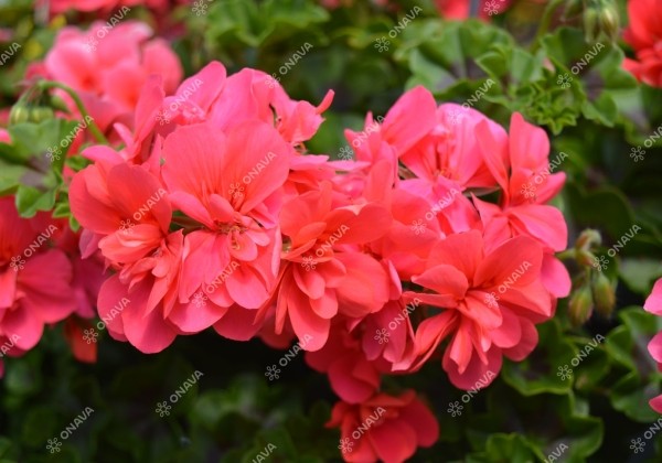 Pelargonium peltatum Atlantic Melon (Great Balls of Fire Melon)